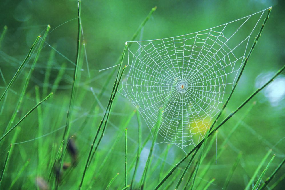Spinnennetz im Gras